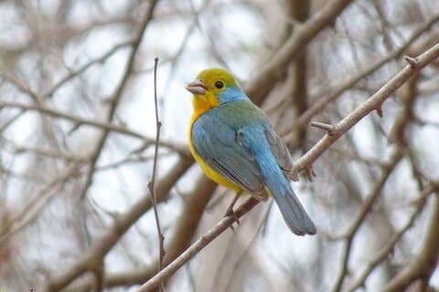 SIerra Madre Highland bird and Tuito