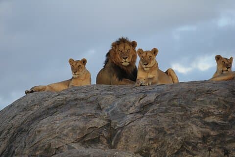 Cratere del lago Manyara, Serengeti e Ngorongoro