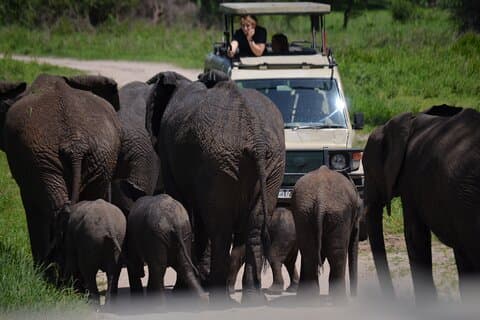 Private Tarangire Day Trip Safari from Arusha
