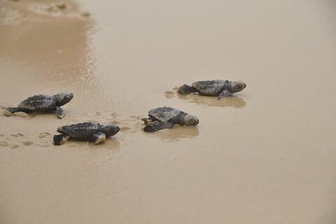 Boa Vista Island: Full-Day Wild Beaches & Viana Desert Experience