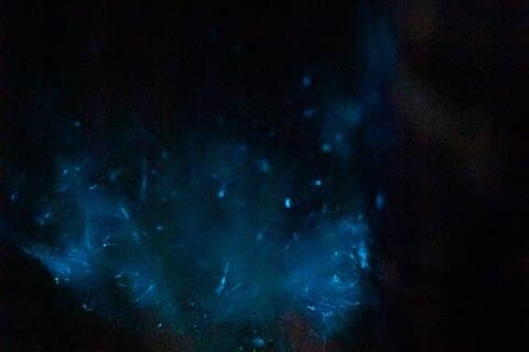 Sunset Bioluminescence Tour by Boat