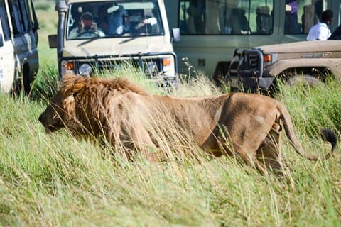 4 Tage Tarangire, Serengeti & Ngorongoro Krater Gruppentour