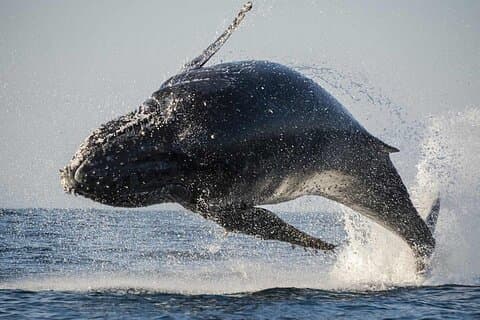 Hermanus Whale Watching och Stony Point Penguins heldagstur