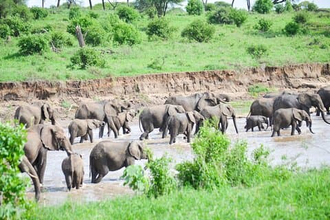 3 días de safari grupal Serengeti y el cráter del Ngorongoro
