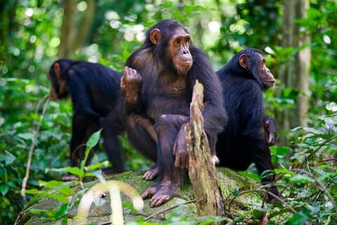 Experience Chimpanzee trekking in Gombe.