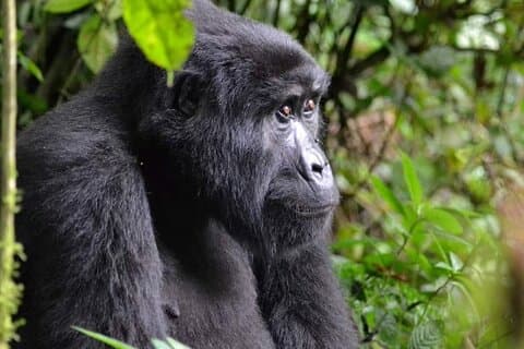 3 Tage Gorilla Tracking und Kanufahrt am Bunyonyi-See