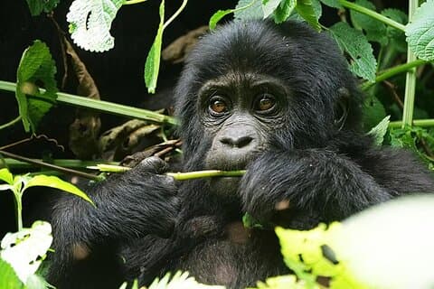 10 - Days Mountain Gorillas, Primates & Uganda Wildlife Safari