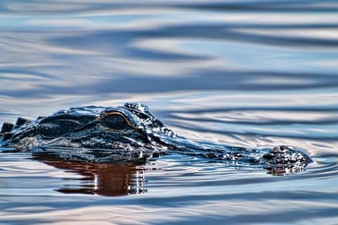 Everglades Entrébiljett med Airboat Ride och Wildlife Show