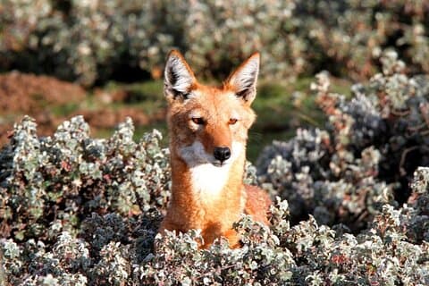 7-Day Bale Mountains National Park Tour