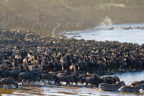 Safari di 5 giorni in Tanzania Grande migrazione degli gnu
