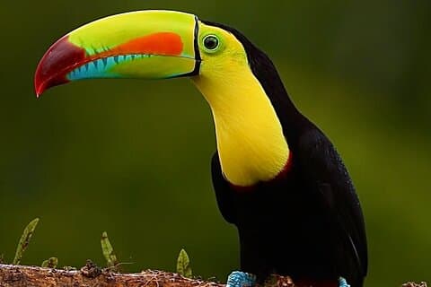Expédition ornithologique d'une journée à Monteverde avec JUMELLES GRATUITES
