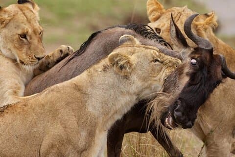 Safari de migration des grands gnous dans le Masai Mara