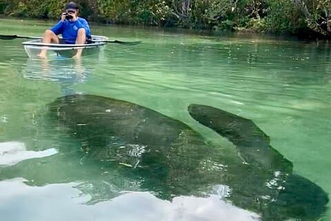 Klare Kajaktouren in Weeki Wachee