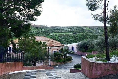Privat Olive Grove och Olive Mill Tour med provningar