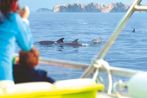 Gita in barca all'alba a Maiorca con Dolphin-Watching