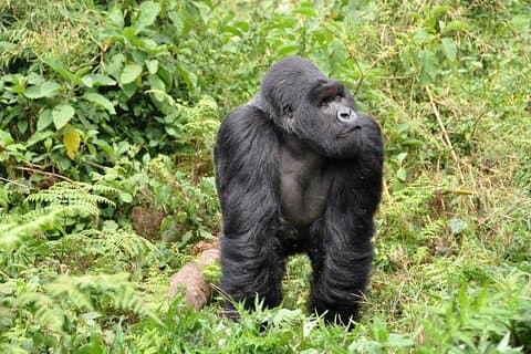 Gorilla Trekking de 3 dias na Floresta Impenetrável de Bwindi