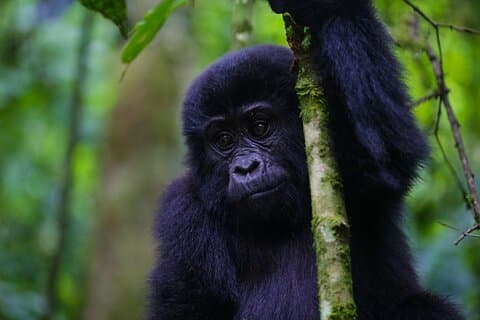 11-tägige Uganda-Ruanda-Gorilla-Tracking-Tour ab Entebbe