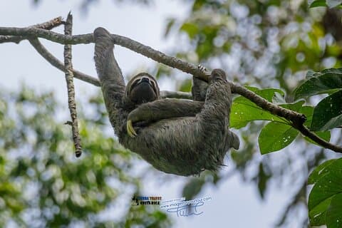 マヌエル・アントニオ国立公園ツアー