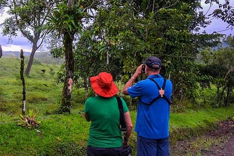 Caminata de observación de aves desde La Fortuna