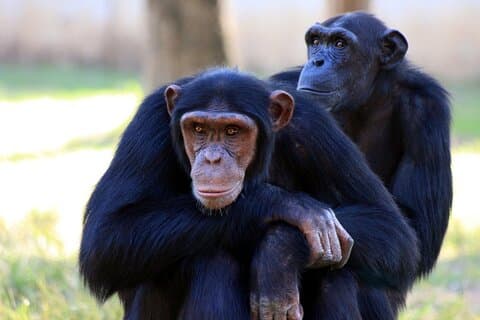 Tour di 4 giorni Parco nazionale della foresta di Kibale e Gorilla Trekking