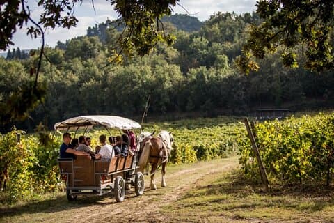 Tour in carrozza tra i vigneti con degustazione di vini in Umbria