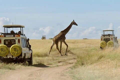 3 Day Maasai Mara 4x4 group Safari(Budget or Luxury room options)
