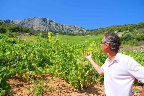 Twice the Wine - To vingårder halvdagstur, med delikatesser