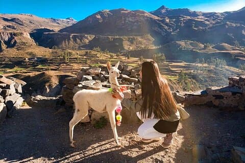Colca Full Day