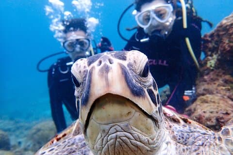 Discover Scuba Diving with Sea Turtle Course in Yakushima