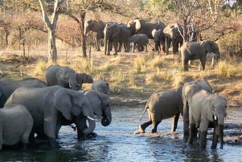 Game Drive y paseo de rinocerontes en el Parque Nacional Mosi Oa Tunya