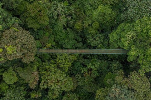 モンテヴェルデのセルバトゥラパークエコアドベンチャーツアー