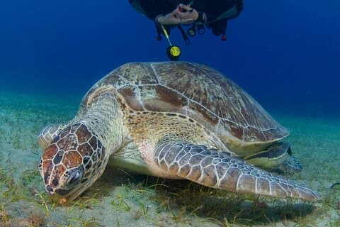 Expérience de plongée sous-marine (10 ans et plus) ET vidéo montée gratuite