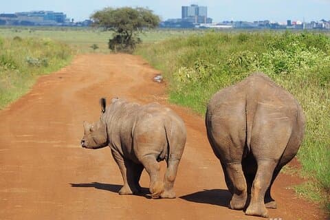 Halvdags djurlivstur till Nairobi National Park Game Drive med hämtning/avlämning