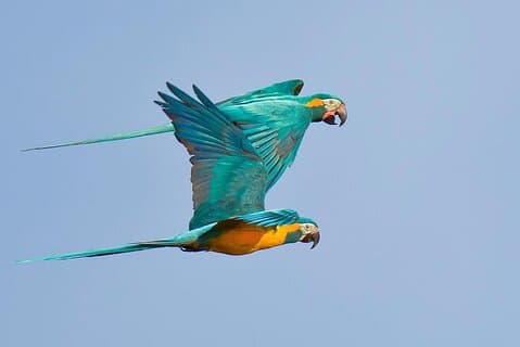 Days 3: Amazon Wildlife Trip - Sandoval Lake Lodge