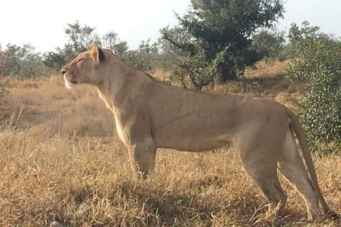 2 Dages Pilanesberg Safari i 3 Star Lodge