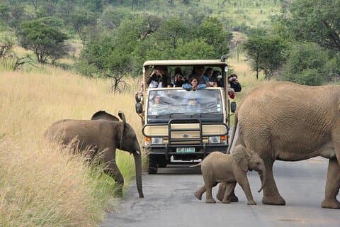 Pilanesberg Safari Offenes Fahrzeugspiel ganztägig