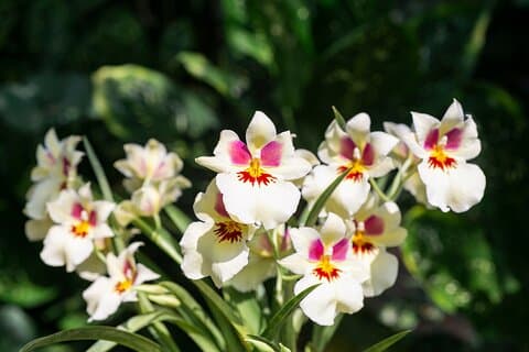 Visite des orchidées