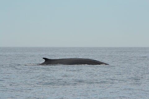 8-Hour Whale Watching in Barcelona