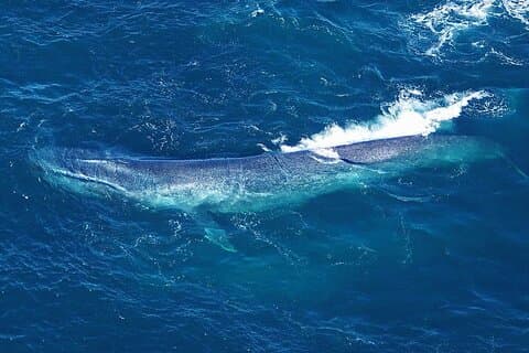 Kaikoura Baleines