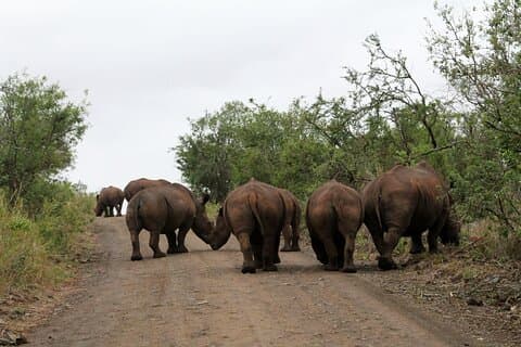 Hluhluwe Game Drive - dia inteiro com almoço