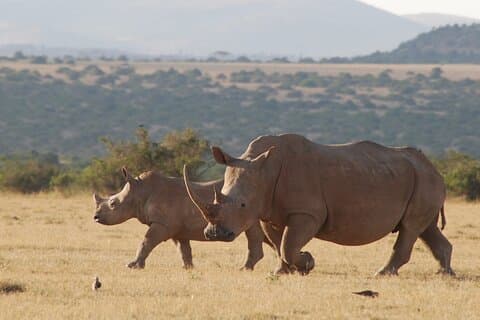 6 Days Private Rhino Conservation Safari in Kenya Tour