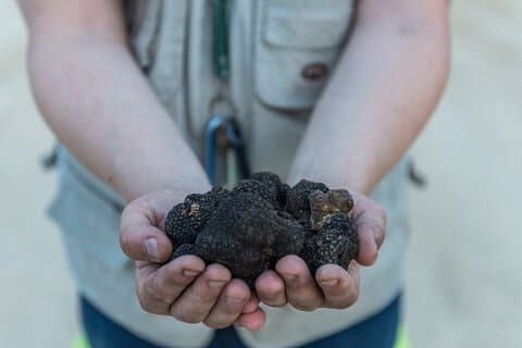 Truffle Lunch & Hunting Experience in San Gimignano