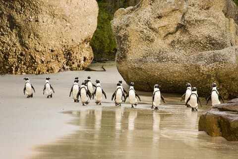 Excursion d'une demi-journée aux manchots africains (Boulders Beach) au départ du Cap