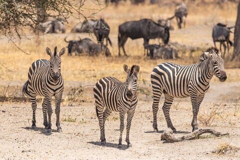 5-tägige private Safari-Tour durch Tansania