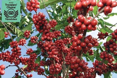 Jardín Coffee Lovers Private Tour med vannfallsmulighet fra Medellín