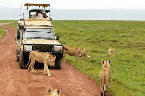 5 jours de safari Tarangire, Serengeti, cratère de Ngorongoro et lac Manyara