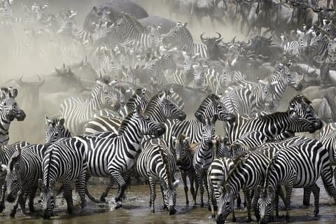 6-dagars privat safari i norra Tanzania från Arusha