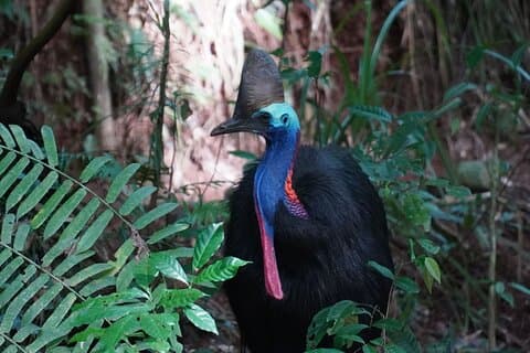 Viagem diurna de diversão, cachoeiras e florestas saindo de Cairns