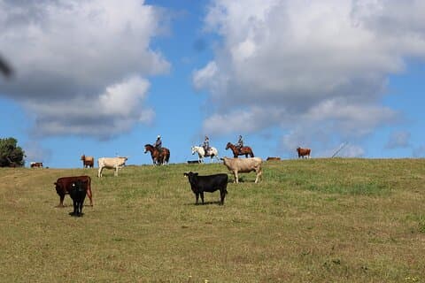 1時間の観光乗馬ライド