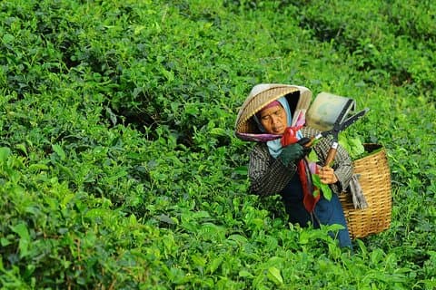 Privat safari og tur til Puncak, Tea walk & Flower garden fra Jakarta